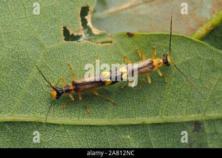 L'accouplement Malthinus flaveolus feuille de chêne sur les coléoptères du soldat. Tipperary, Irlande Banque D'Images