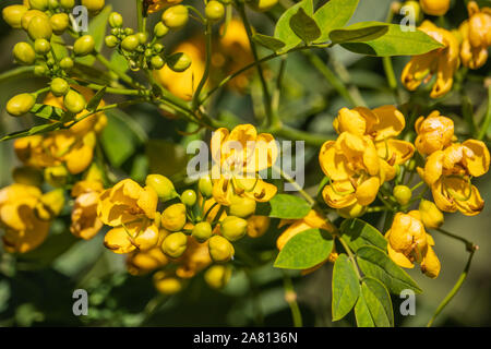 Senna en fleurs fleurs Banque D'Images