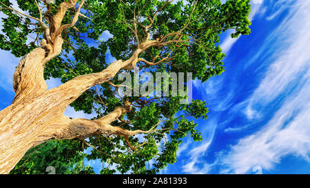 Sweet chestnut tree canopy contre un ciel bleu clair Banque D'Images