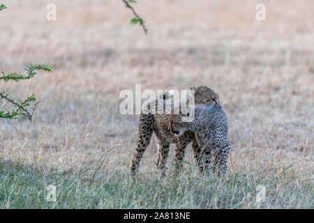 Cheetah cubs de jouer les uns avec les autres sous Bush dans la réserve nationale du Masai Mara au Kenya Banque D'Images