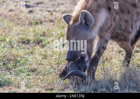 Hyène solitaire repéré séparé de son groupe en tête de gnou manger réserve Masai Mara Banque D'Images