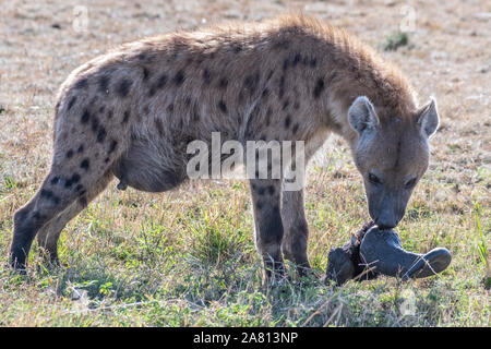 Hyène solitaire repéré séparé de son groupe en tête de gnou manger réserve Masai Mara Banque D'Images