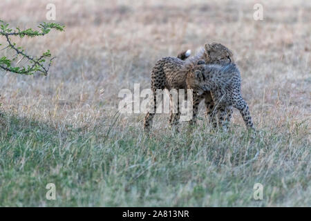 Cheetah cubs de jouer les uns avec les autres sous Bush dans la réserve nationale du Masai Mara au Kenya Banque D'Images