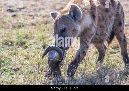 Hyène solitaire repéré séparé de son groupe en tête de gnou manger réserve Masai Mara Banque D'Images