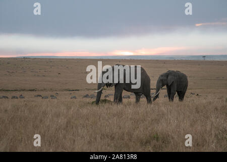 Bush africain elephants se nourrissant de l'herbe au coucher du soleil dans la réserve de Masai Mara, Kenya