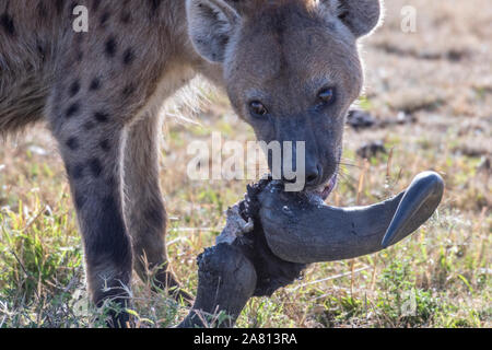 Hyène solitaire repéré séparé de son groupe en tête de gnou manger réserve Masai Mara Banque D'Images