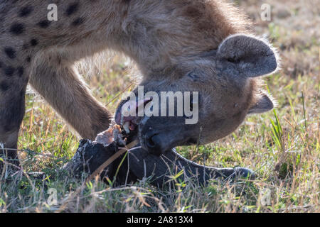 Hyène solitaire repéré séparé de son groupe en tête de gnou manger réserve Masai Mara Banque D'Images