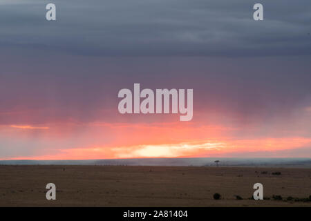 Lonely tree repéré en vastes paysages de Maasai Mara et beau coucher du soleil dans le ciel rougeoyant Banque D'Images