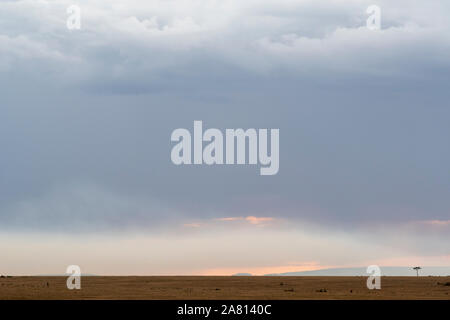 Lonely tree repéré en vastes paysages de Maasai Mara et beau coucher du soleil dans le ciel rougeoyant Banque D'Images