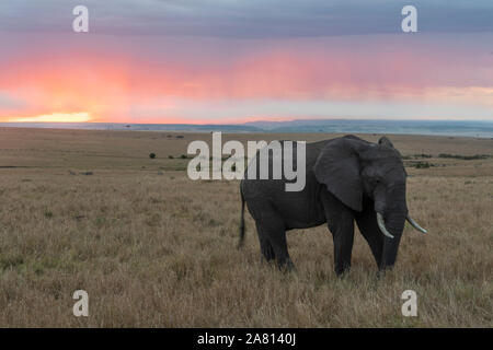 Bush africain elephants se nourrissant de l'herbe au coucher du soleil dans la réserve de Masai Mara, Kenya