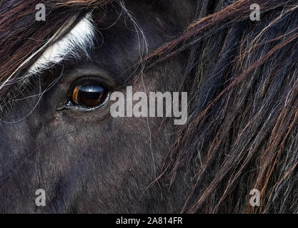 Close up detail sur le côté et les yeux de profil calèche dans un champ dans l'Irlande rurale Banque D'Images