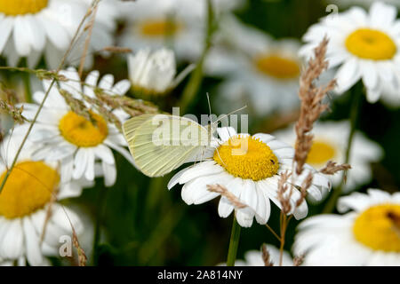 Petit Chou blanc papillon sur la marguerite blanche fleur Banque D'Images