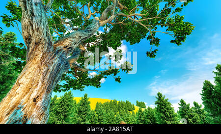 Sweet chestnut tree canopy contre un ciel bleu clair Banque D'Images