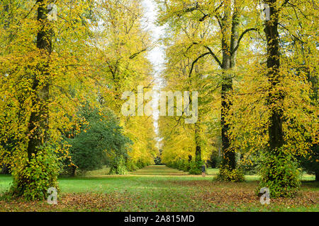 Avenue de la chaux. Les tilleuls en automne à Westonbirt Arboretum, Cotswolds, Gloucestershire, Angleterre Banque D'Images