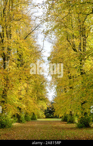 Avenue de la chaux. Les tilleuls en automne à Westonbirt Arboretum, Cotswolds, Gloucestershire, Angleterre Banque D'Images