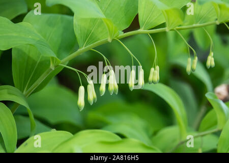 Le sceau de Salomon au printemps Fleurs Banque D'Images