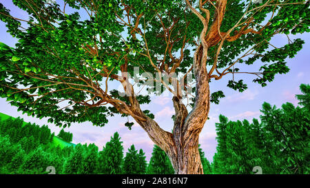 Sweet chestnut tree canopy contre un ciel bleu clair Banque D'Images