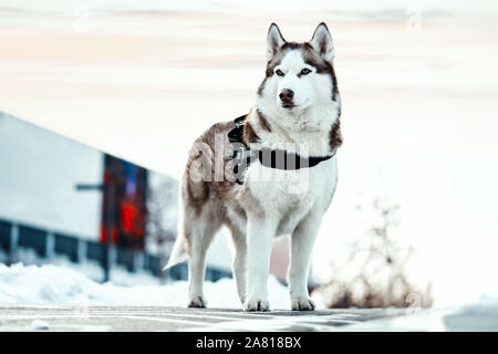 Portrait de blue eyed beau chien husky de Sibérie, lors d'une promenade en parc moderne aux beaux jours d'hiver. Banque D'Images