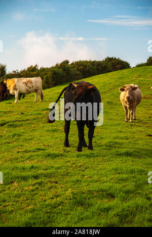 Madère, Portugal. 27 novembre 2019. Les vaches en liberté à Paul da Serra sur l'île de Madère, au Portugal. Banque D'Images