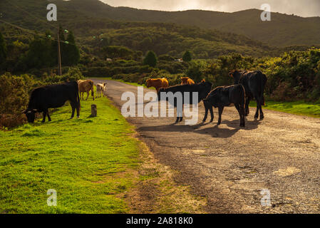 Un troupeau de vaches qui paissent paisiblement le long d'une route rurale à Madère, mettant en valeur la campagne sereine et la vie agricole de l'île Banque D'Images