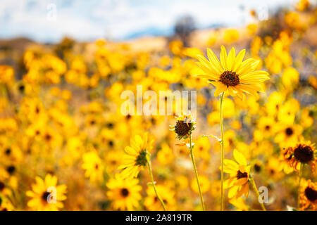 Selective focus sur un seul dans un champ de tournesol tournesol Banque D'Images
