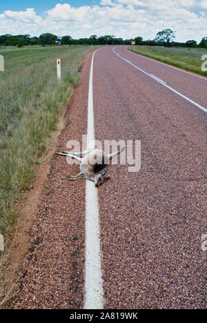 Kangaroo frapper sur la route Banque D'Images