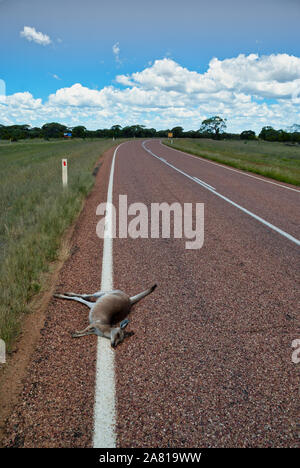 Kangaroo frapper sur la route. La verticale Banque D'Images