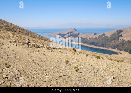 Pasteur à la tête d'un troupeau de moutons sur l'Challa Communauté dans le côté nord de l'île du soleil, lac Titicaca, Bolivie Banque D'Images