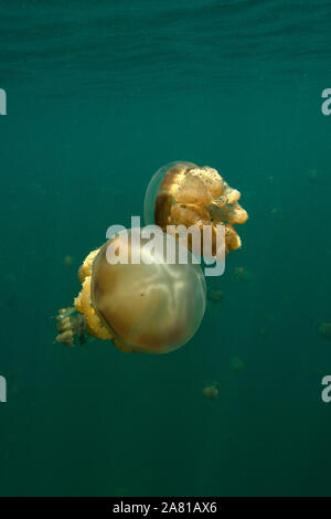 Amazing Jellyfish lake. L'île de Kakaban dans la mer Sulwaesi, East Kalimantan, Indonésie Banque D'Images