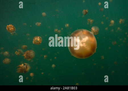 Amazing Jellyfish lake. L'île de Kakaban dans la mer Sulwaesi, East Kalimantan, Indonésie Banque D'Images