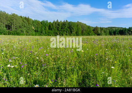 Prairie ensoleillée avec des épillets, campanules et marguerites dans l'avant-plan Banque D'Images