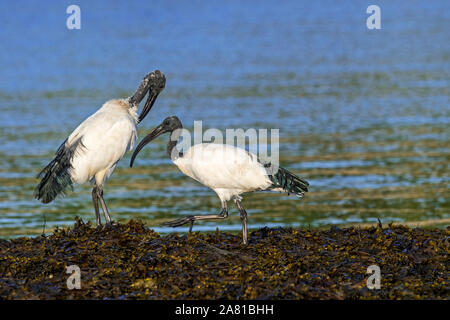 Ibis sacré africain deux (Threskiornis aethiopicus) espèces introduites sur l'algue nourriture couverts beach le long de la côte atlantique en Bretagne, France Banque D'Images