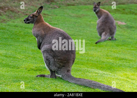 Deux des wallabies de Bennett / (Macropus rufogriseus wallabies) originaire de l'Est de l'Australie et de Tasmanie, introduit en Nouvelle-Zélande et en Europe Banque D'Images