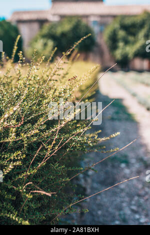 Bush vert succursales dans jardin d'automne en france Banque D'Images