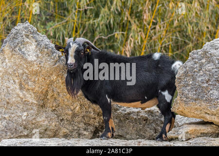 Les chèvres naines d'Afrique de l'Ouest (Capra aegagrus hircus) buck, originaire d'Afrique de l'Ouest et du Centre Banque D'Images