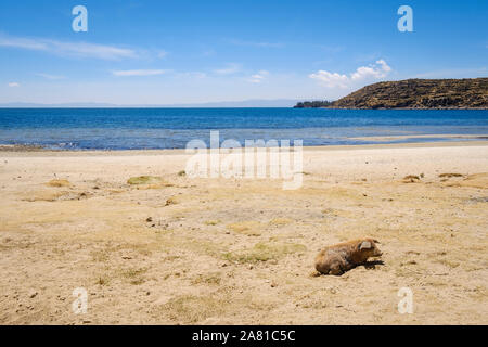 Cochon couché sur la plage dans la Communauté Challa côté de l'île du soleil dans le lac Titicaca, en Bolivie Banque D'Images