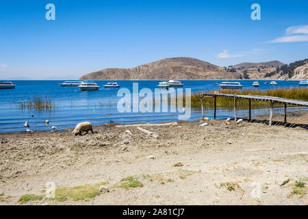 Les porcs sur la rive du port dans la Communauté Challa côté de l'île du soleil dans le lac Titicaca, en Bolivie Banque D'Images