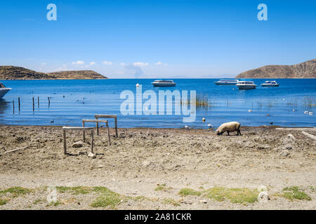 Les porcs sur la rive du port dans la Communauté Challa côté de l'île du soleil dans le lac Titicaca, en Bolivie Banque D'Images