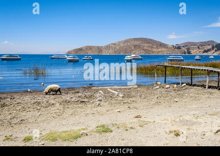 Les porcs sur la rive du port dans la Communauté Challa côté de l'île du soleil dans le lac Titicaca, en Bolivie Banque D'Images