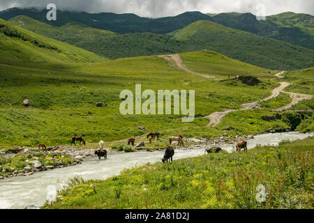 Vaches paissant près de la rivière lors d'une journée d'été nuageux près d'Ushguli, Géorgie Banque D'Images