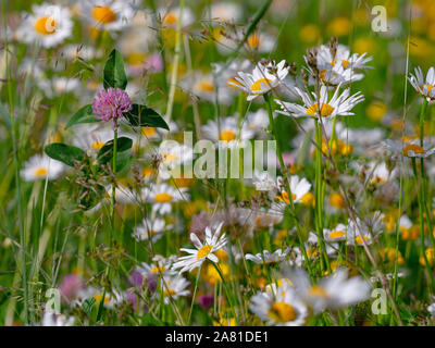 Ox-eye Tribunes Leucanthemum vulgare et Trifolium pratense trèfle rouge,, en prairie alpine Dolomites Italie Banque D'Images