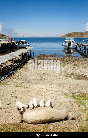 L'alimentation porcine piggies sur la rive du port dans la Communauté Challa côté de l'île du soleil dans le lac Titicaca, en Bolivie Banque D'Images