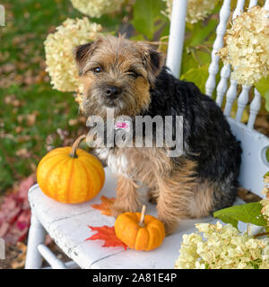 Portrait d'automne d'un Border terrier puppy. Banque D'Images