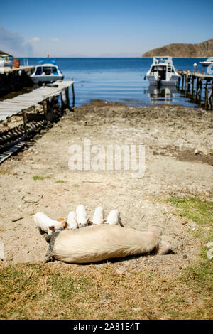 L'alimentation porcine piggies sur la rive du port dans la Communauté Challa côté de l'île du soleil dans le lac Titicaca, en Bolivie Banque D'Images