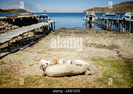 L'alimentation porcine piggies sur la rive du port dans la Communauté Challa côté de l'île du soleil dans le lac Titicaca, en Bolivie Banque D'Images