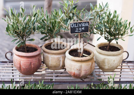 Pots avec un petit arbre d'olive sont vendus dans la boutique de cadeaux Banque D'Images