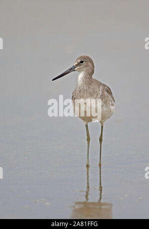 Willet (Tringa semipalmata) adulte debout dans l'eau peu profonde Santa Clara, Panama Octobre Banque D'Images