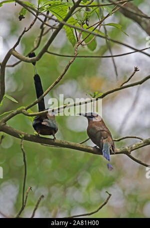 Houtouc Momotus subrufescens (blanche) paire perché sur branch, Darien Panama Avril Banque D'Images