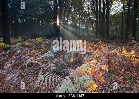 Fougère (Pteridium aquilinum) dans la forêt de hêtres (Fagus sylvatica), de l'Ems, Basse-Saxe, Allemagne Banque D'Images