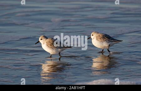 Le bécasseau sanderling (Calidris alba) en quête de nourriture sur la mer du Nord, la marge riveraine Schleswig-Holstein mer des Wadden Parc National, côte de la mer du Nord Banque D'Images